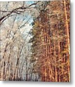 Forest Transition Metal Print