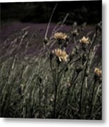 Forest Winds Metal Print