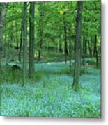 Forget-me-nots In Peninsula State Park Metal Print