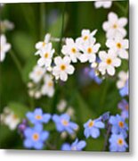 Forget Me Nots In White And Blue Metal Print