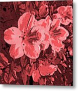 Formosa Lavender Azaleas In Deep Red Hues Metal Print