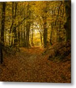 Forrest In Fall Metal Print