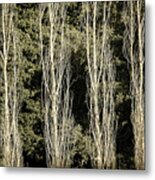 Forrest View Metal Print