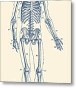 Forward Facing Skeletal Diagram - Vintage Anatomy Poster Metal Print