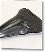 Fossilized Shark Tooth Metal Print