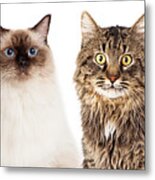 Four Happy Cats Website Banner Metal Print