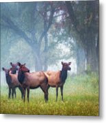 Four Of A Kind Metal Print