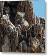 Four Owlets In A Tree Stump Metal Print