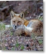 Fox At Rest #1 Metal Print