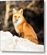 Fox In Snow #3 Metal Print