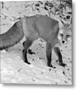 Fox In The Snow Black And White Metal Print