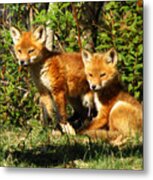 Fox Pups Metal Print