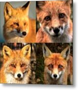 Four By Fox Metal Print