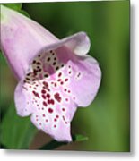 Foxglove Metal Print