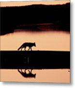 Foxy Nights - Red Fox Silhouette Metal Print