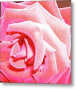 Fragrant Rose Metal Print