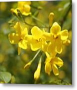 Fragrant Yellow Flowers Of Carolina Jasmine Metal Print