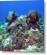 French Angelfish And The Green Turtle Metal Print