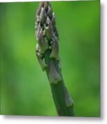 Fresh Asparagus Metal Print