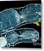 Freshwater Annelids Chaetogaster Sp,, Lm Metal Print