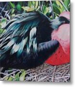 Frigate Bird Metal Print