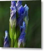 Fringed Getian With Dew Metal Print