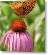 Fritillary And Cone Flower 2018-2 Metal Print