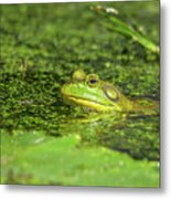 Frog In The Swamp Metal Print