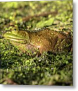 Frog Profile Metal Print