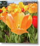 Front Of The Tulips Metal Print