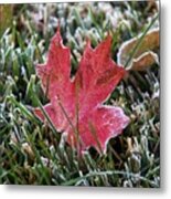 Frosted Maple Leaf Metal Print