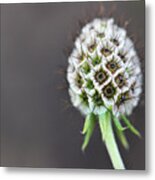 Frosted Seed Pod Metal Print