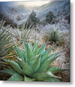 Frosty Agave Metal Print