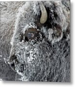 Frosty Bison Metal Print