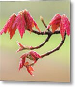 Frosty Maple Leaves Metal Print