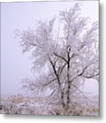 Frozen Ground Metal Print