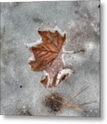 Frozen Leaf Winter Ice Frost Metal Print