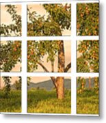 Fruit In The Orchard Through The Window Pane Metal Print