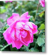 Fuchsia Roses Metal Print