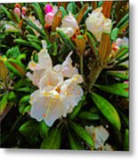 Full Bloom Metal Print