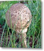 Funky Fungi Metal Print