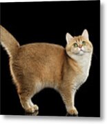 Funny British Cat Golden Color Of Fur Metal Print