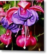 Fuscia Metal Print