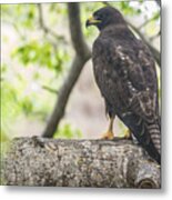 Galapagos Hawk Metal Print