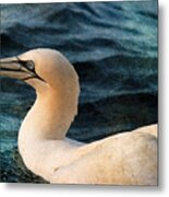 Gannet Swim Metal Print