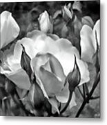 Garden Roses Black And White Metal Print