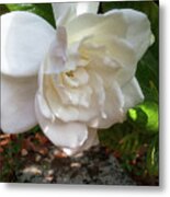 Gardenia Blossom Metal Print
