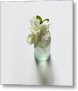 Gardenia In Aqua Bottle On White Metal Print