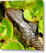 Garter Snake Metal Print