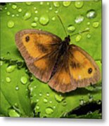 Gatekeeper Butterfly After The Rain. Metal Print